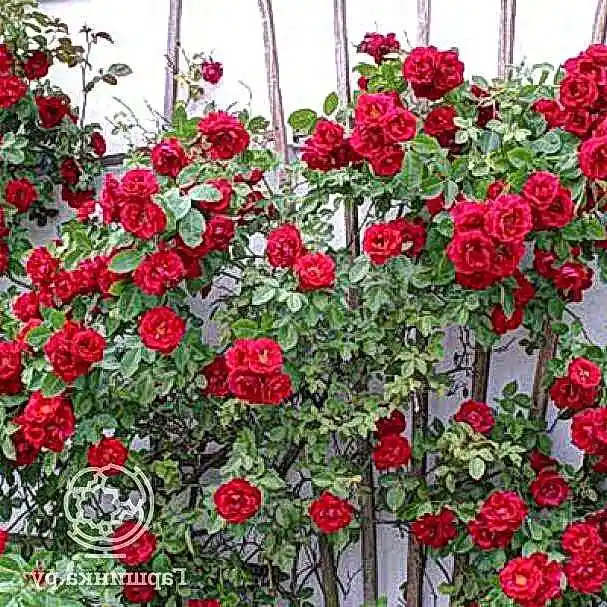 Розы плетистые (Imperial Rose) ~ Роза Грандесса плетистая ~ Гаршинка — заказать по почте наложенным платежом, цена 499 ₽ ~ Артикул G303966 ~ Семена/Саженцы/Букеты
