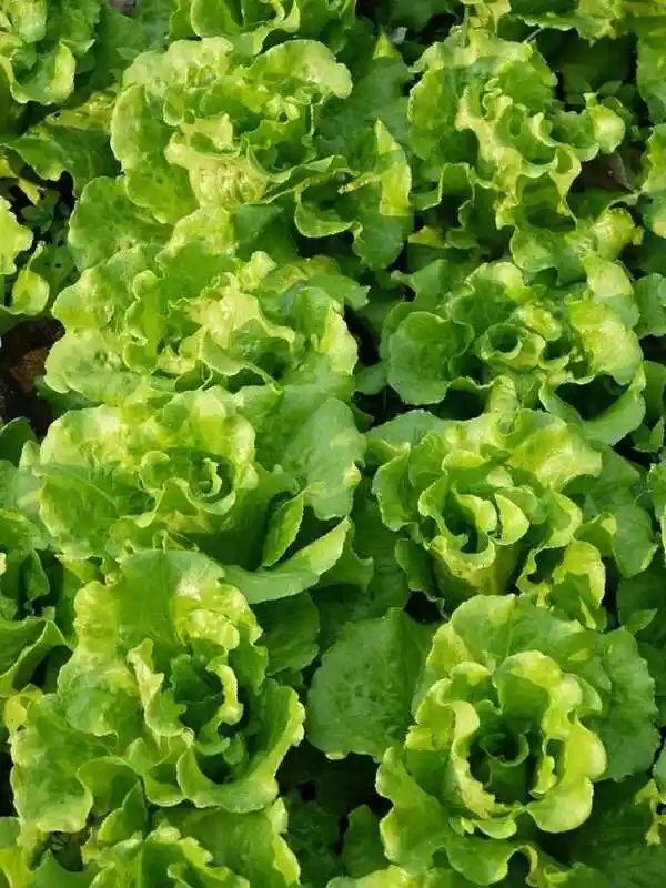 Салат кочанный ростки — лист салата