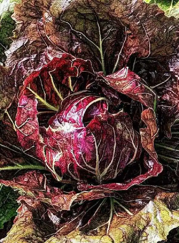 Капуста краснокочанная ред джевел f1 — салат цикорный палла росса