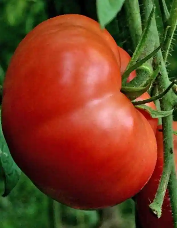 Томат сахарный пудовичок — томат бугай красный