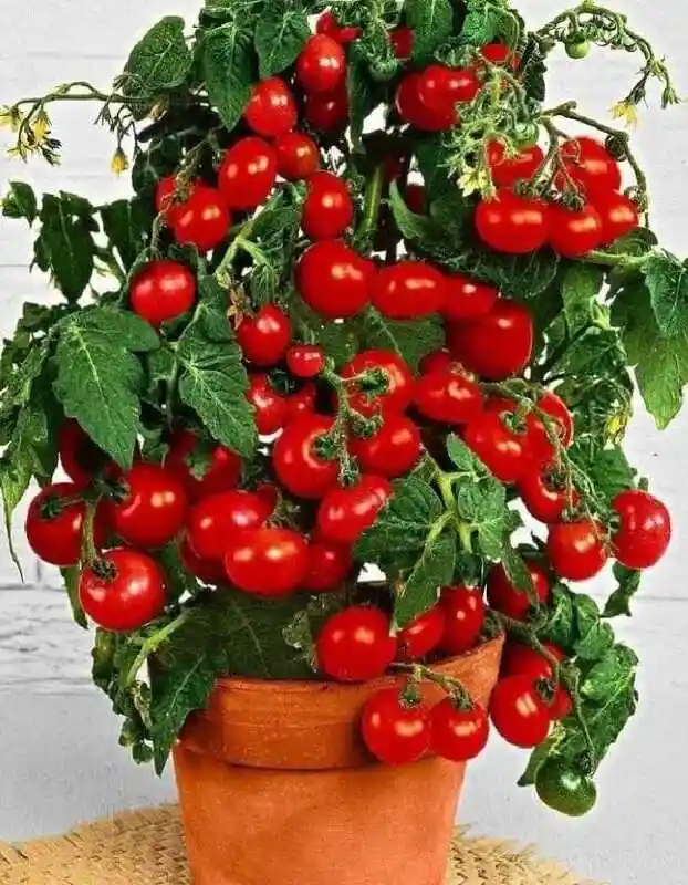 Помидоры черри балконное чудо — сорт томатов