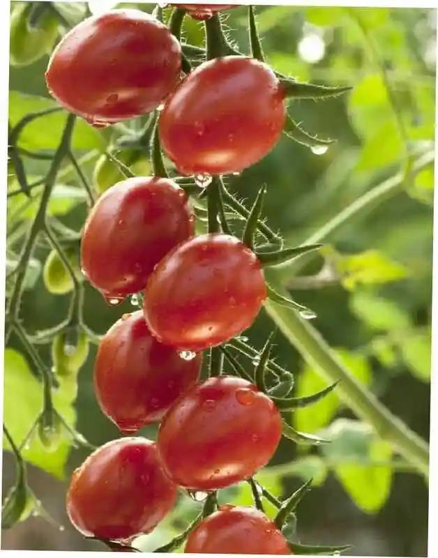 Томат черри ля мур f1 — сорта томатов