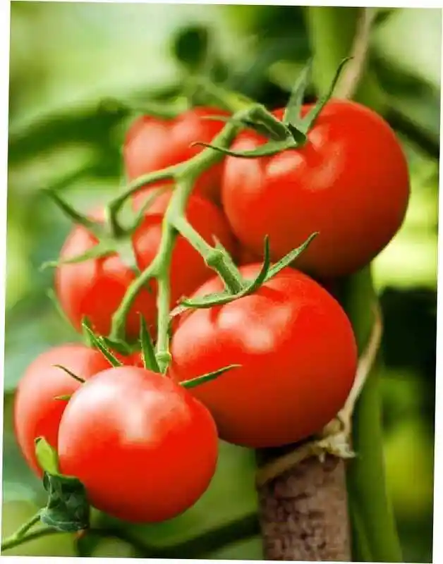 Помидоры — Сорта томатов