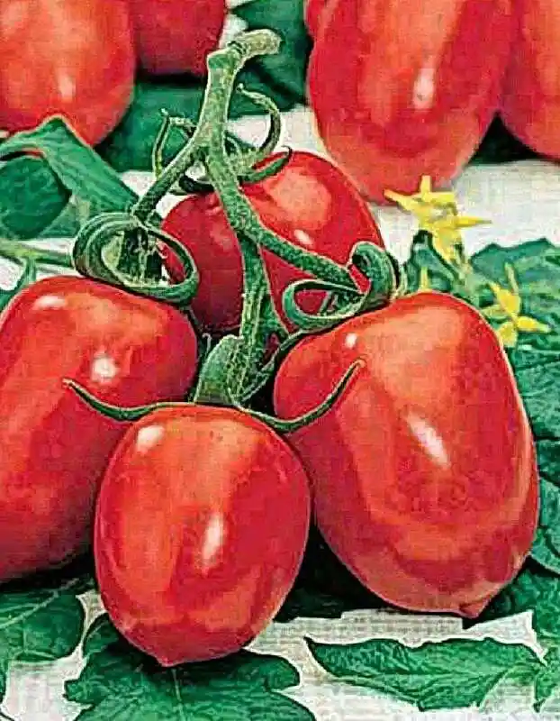 4620752850119 семена томат челнок 20шт ссс — томат рио гранде