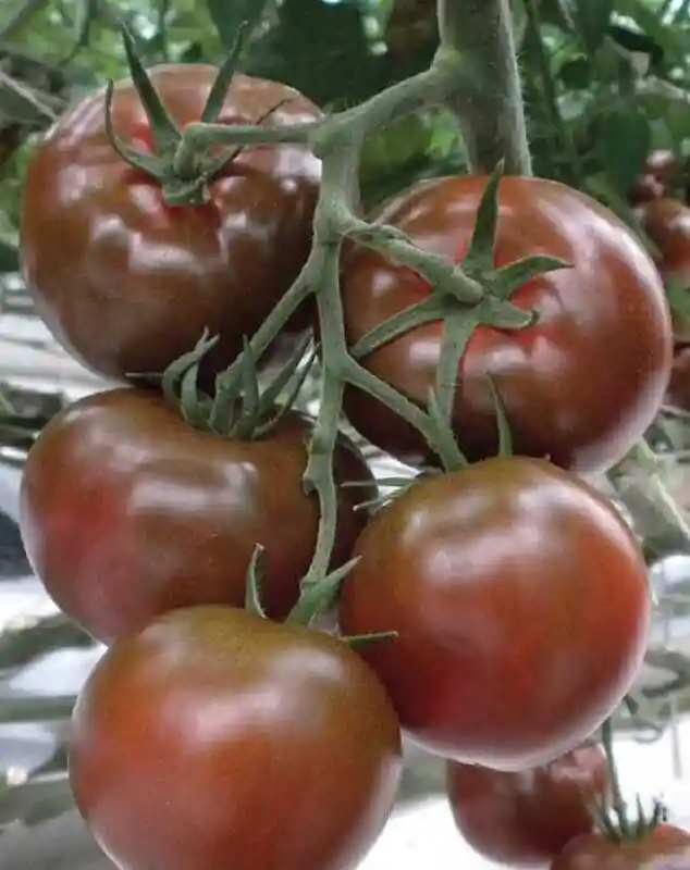 Ранние сорта томатов — Сорта томатов