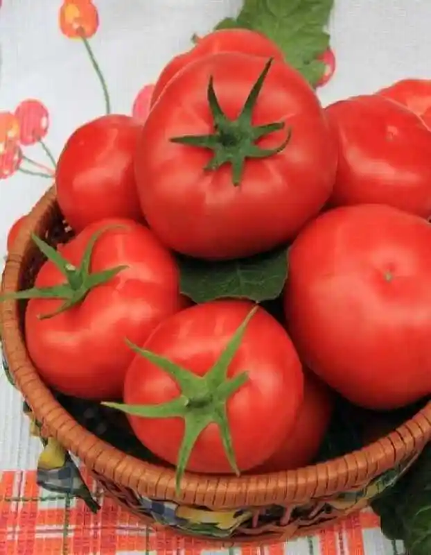 Сорта томатов — томат