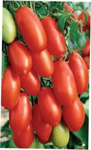 Помидоры сорт кибиц — сорта томатов