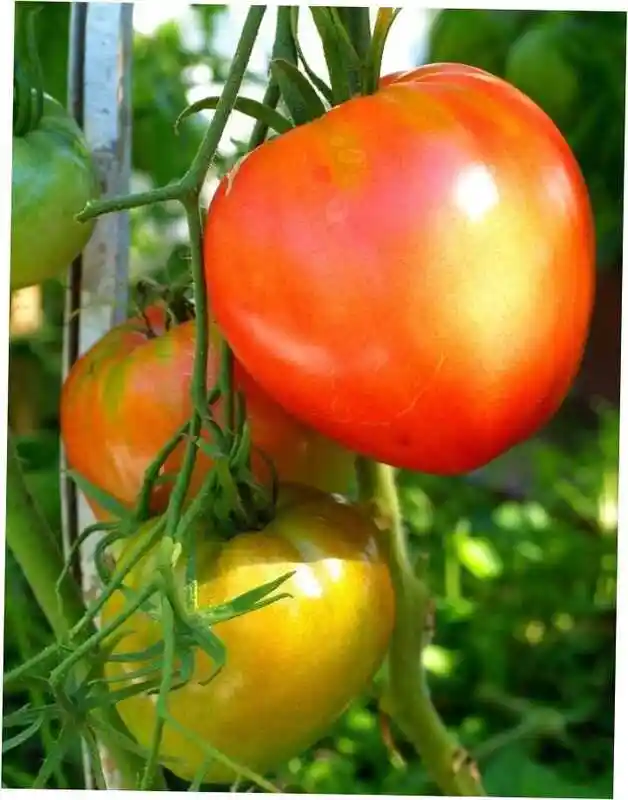 Семена томата — сорта томатов