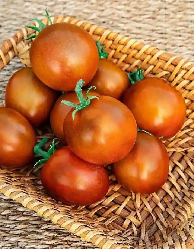 Томат ниагус — томат джиантисмо оксхат