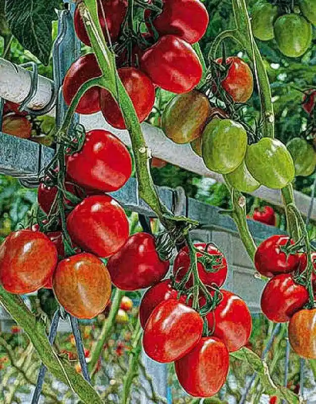 Сорта томатов для теплицы — сорта томатов