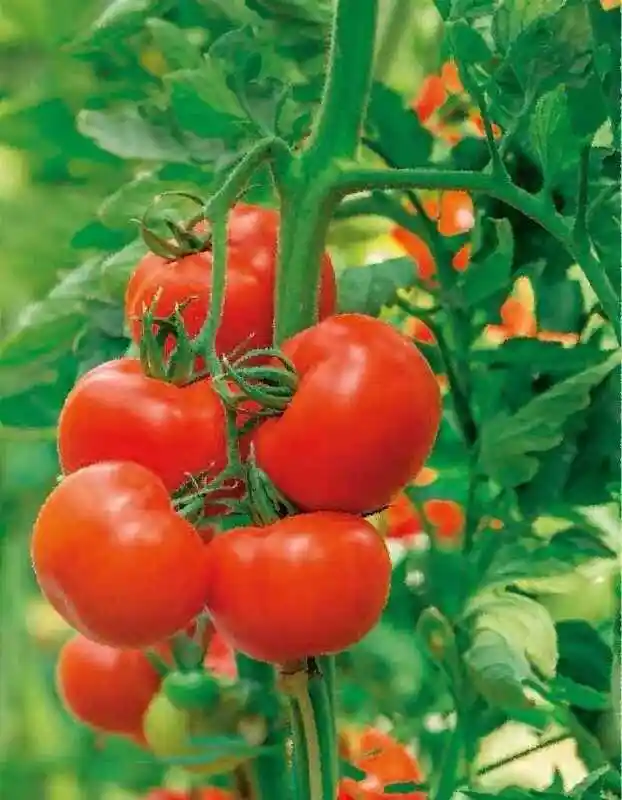 Томат ла скала — сорта томатов