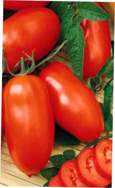 Томат сорт деликатес — сорта томатов непас