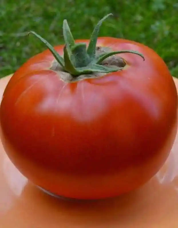 Сорта томатов — томат федора
