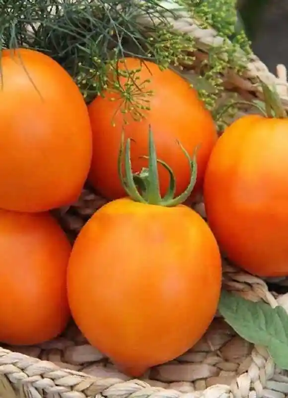 Томат стенька разин оранжевый — томат янтарный