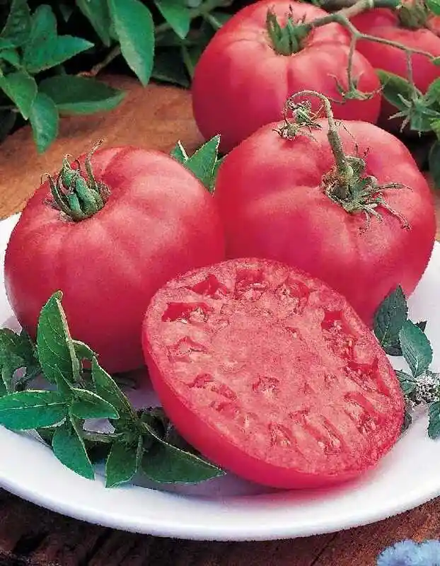 Сорт томатов — томат пинк биф f1