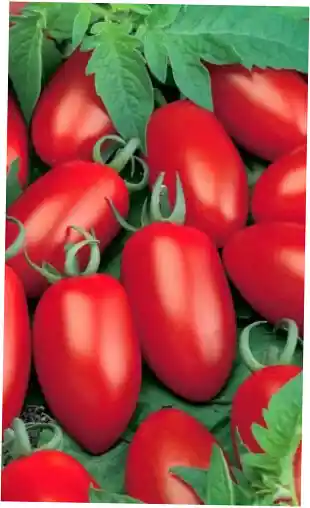 Сорт томатов — томат кураж 20шт марс