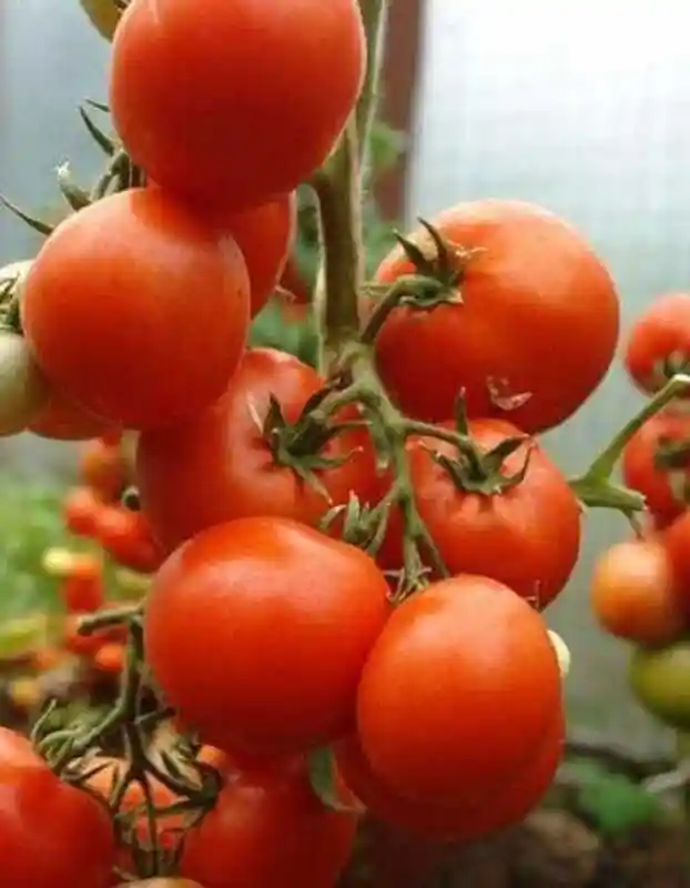 Сорта томатов — томат летний сад f1