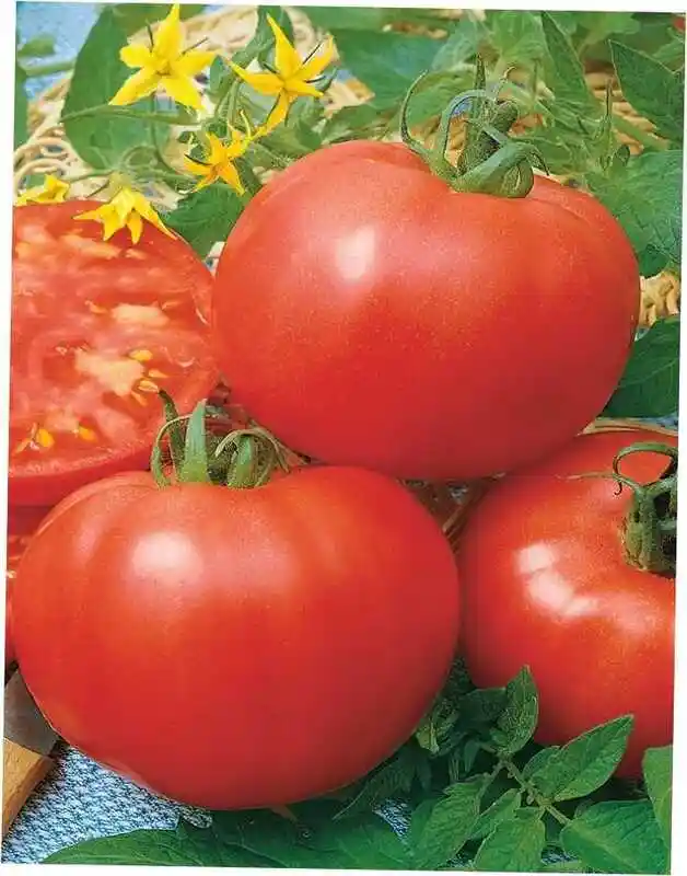 Сорт помидор кудесник — томат волгоградский 5 95