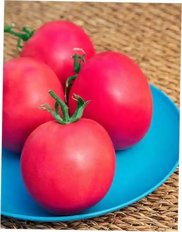 Томат малиновый звон f1 — томат розанна f1