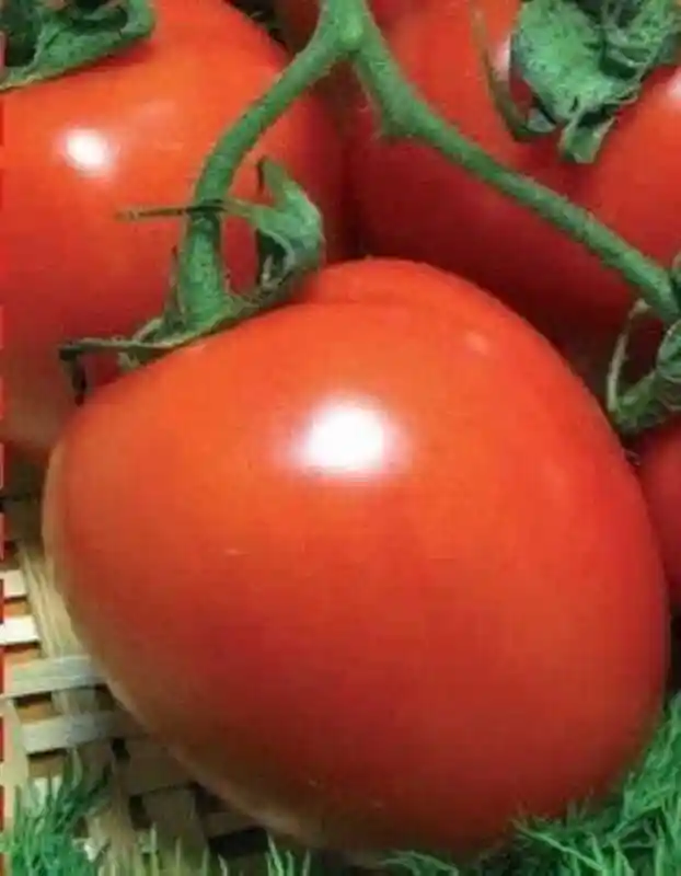 Сорта томатов — томат непас 13