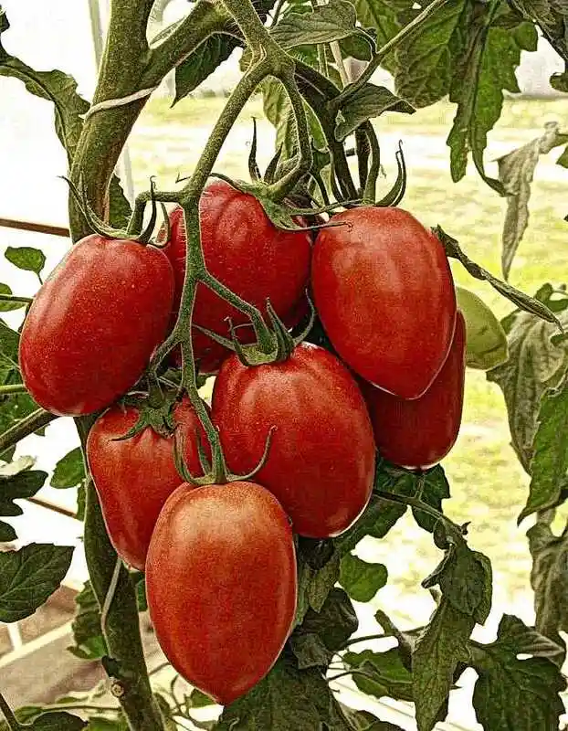 Сорта томатов — седек томат императрица f1