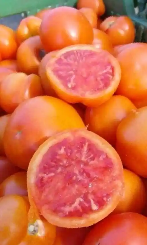 Томат апельсин — томат златава