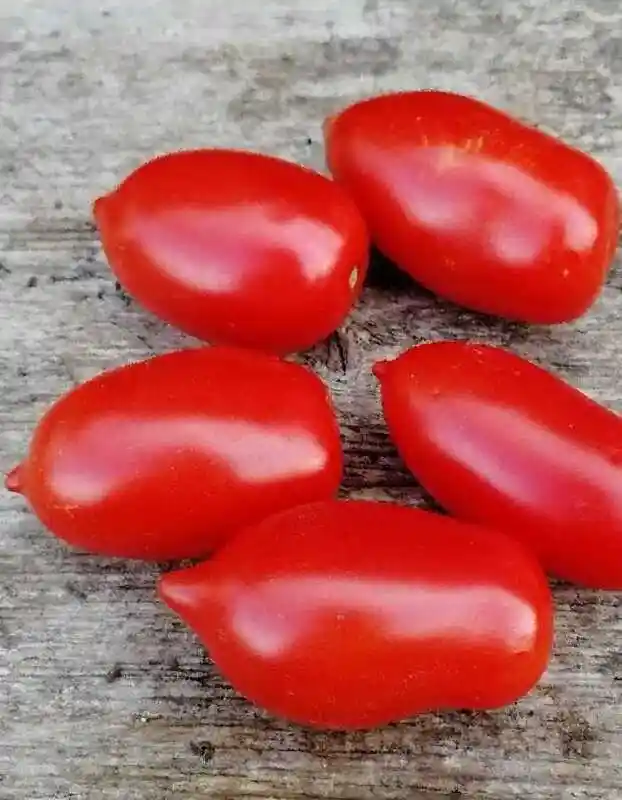 Томат сливка — томат рио гранде
