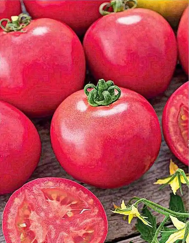 Сорта томатов — томат дар заволжья розовый