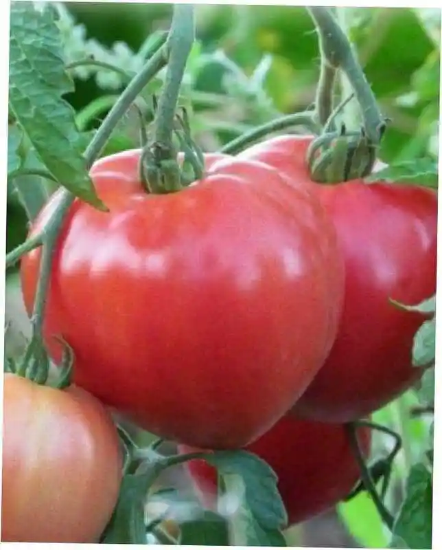 Сорт томатов — сорта томатов для открытого грунта