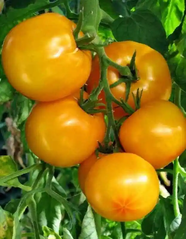 Томат — томат апельсин седек