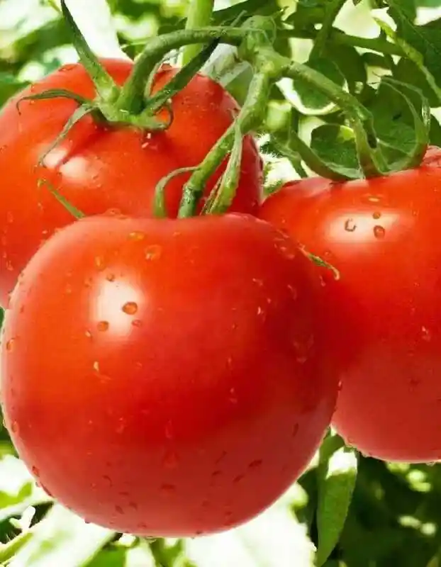 Сорт помидор санька — томат