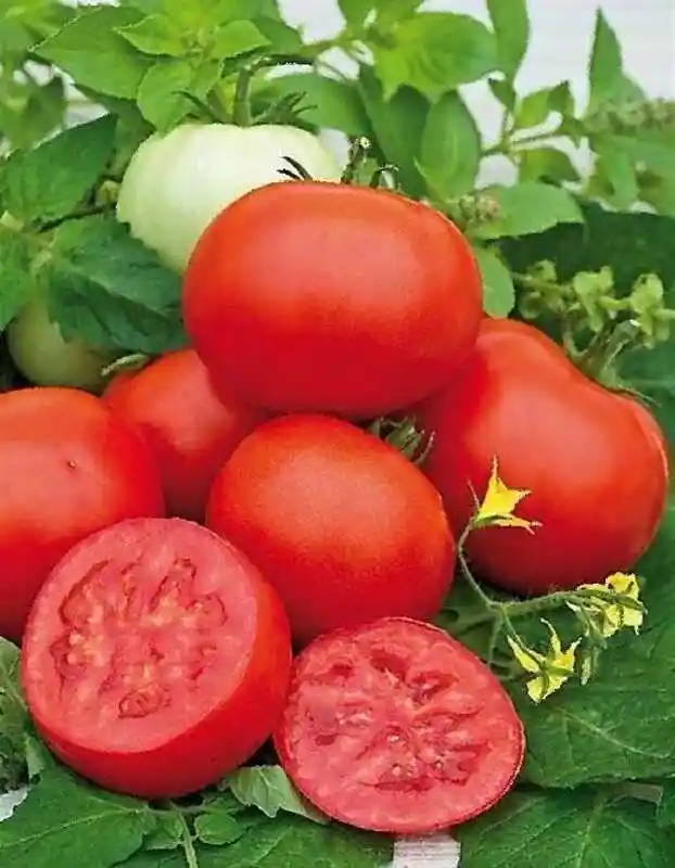 Томат яки — ранние сорта томатов