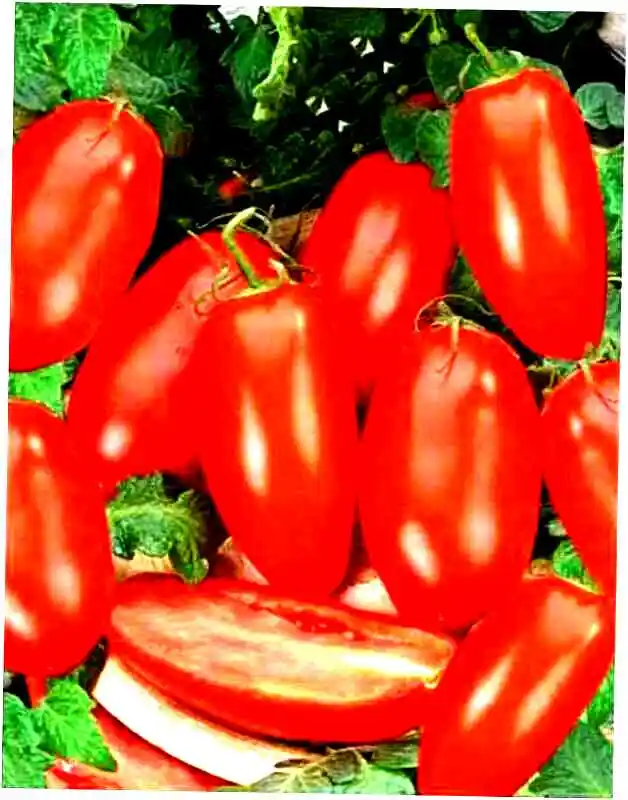 Сорт томатов — томат каспар f1 (ам)
