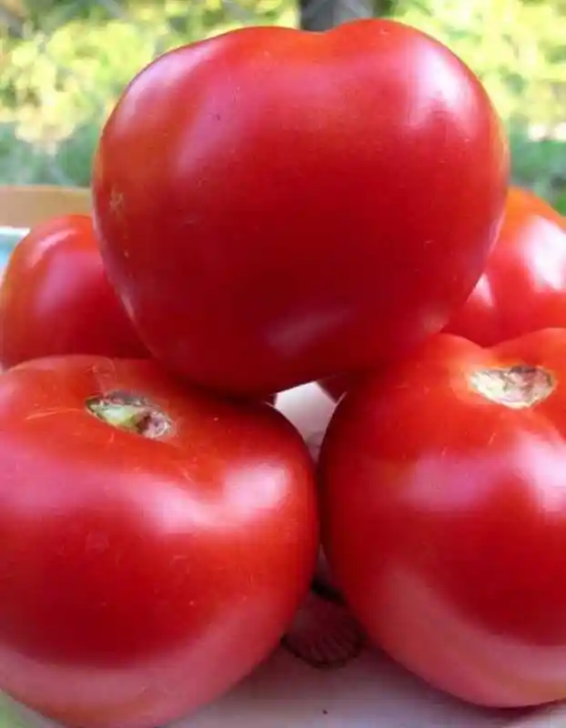 Сорта томатов для открытого грунта — томат