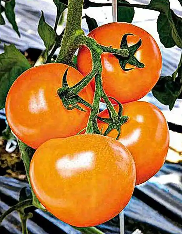Томат оранж — томат момотаро голд f1