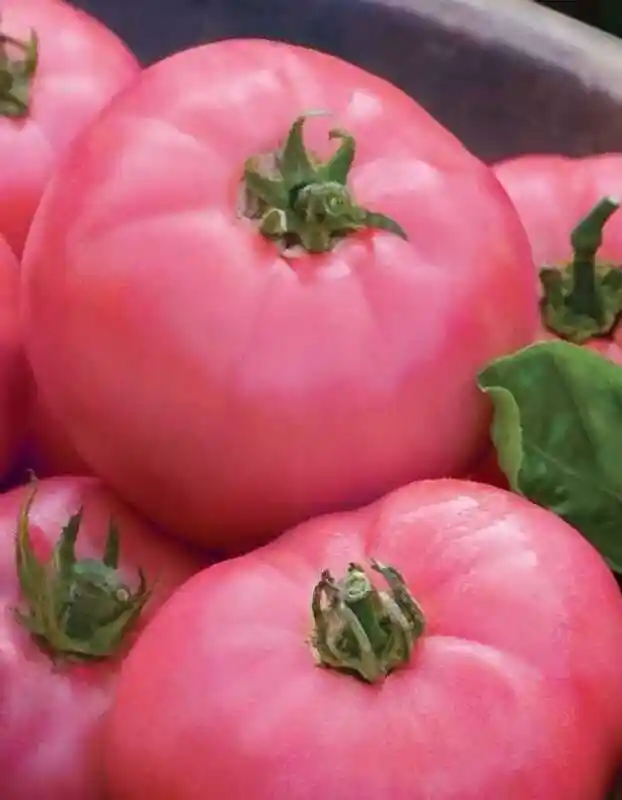 Томат волгоградский розовый — томат розовое чудо