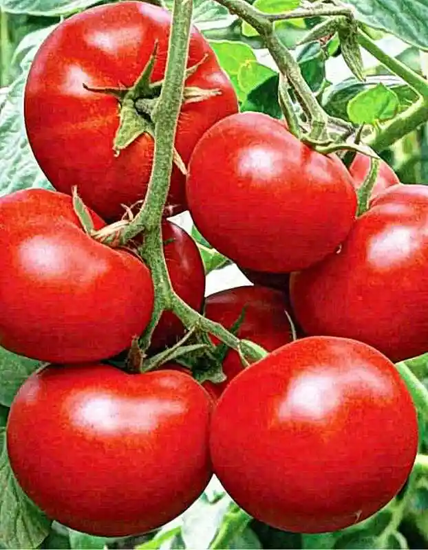Томат — томат ультраскороспелый уд