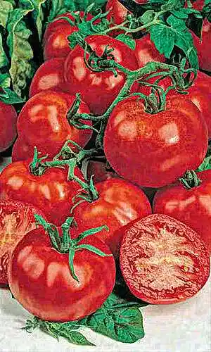 Томат — томат волгоградский 5 95