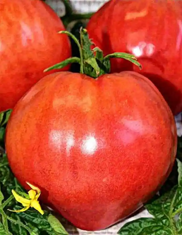Томат любовь земная f1 — томат