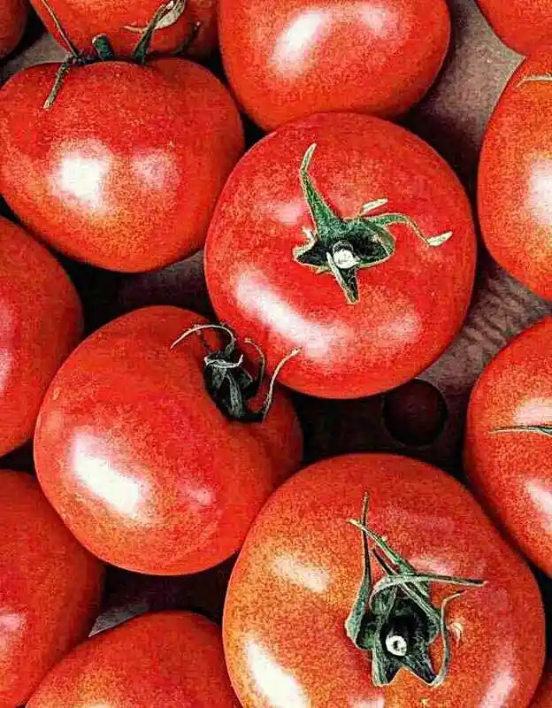 Сорта томатов — помидоры ред биг-