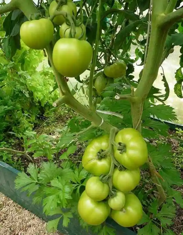 Сорта томатов — помидоры кибо f1