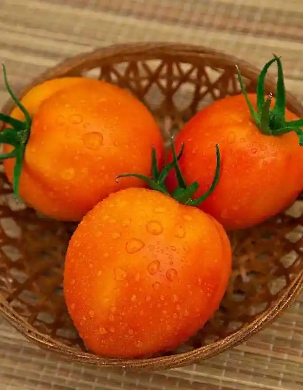 Томат апельсин — томат