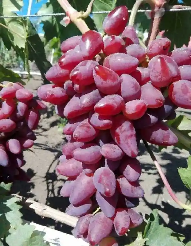 Виноград дубовский — розовый виноград