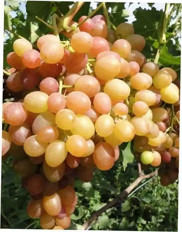 Виноград мускат — виноград хамелеон