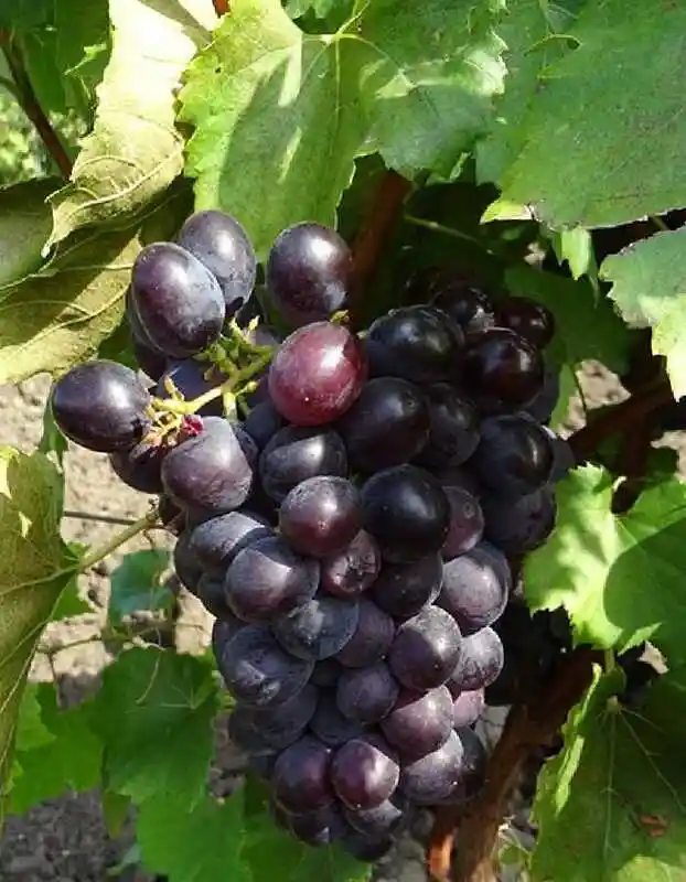 Сорта винограда — виноград мускат новошахтинский