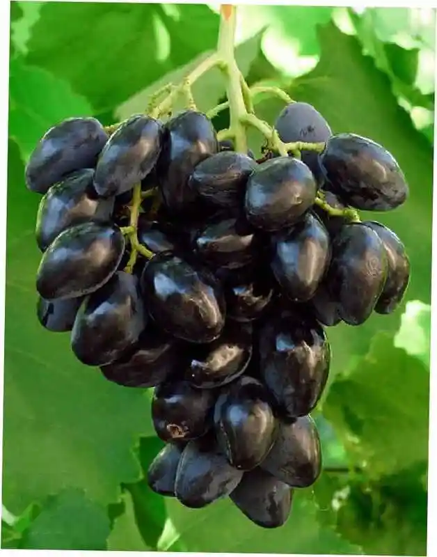 Виноград блэк гранд — Виноград плодовый ромбик