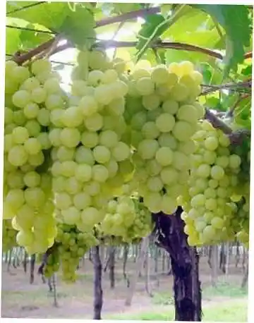 Виноград супер экстра — виноград
