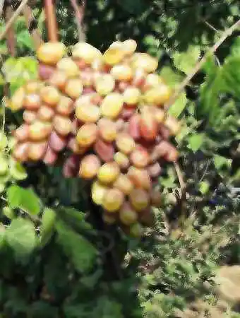 Виноград кишмиш виктор — виноград виктор