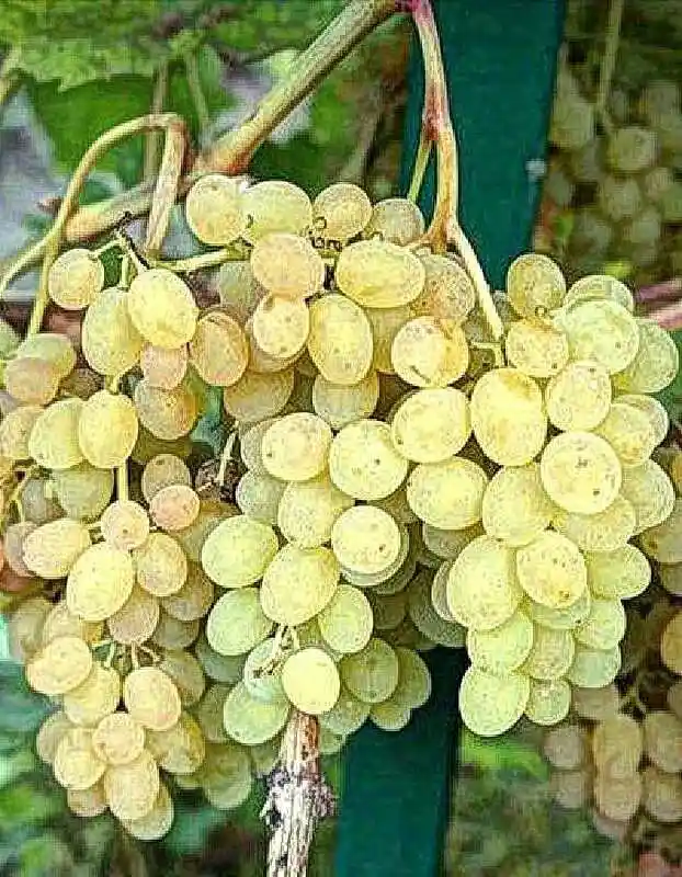 Виноград кишмиш долгожданный — виноград мускат
